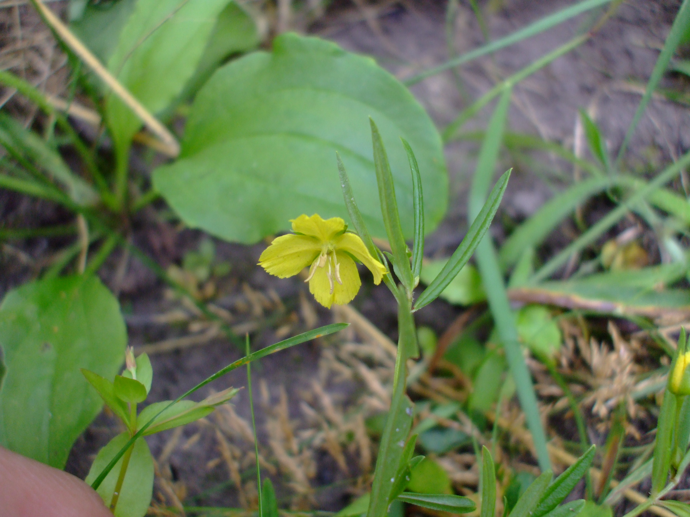 Lysimachia quadriflora